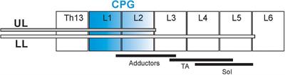 Contribution of 5-HT2 Receptors to the Control of the Spinal Locomotor System in Intact Rats